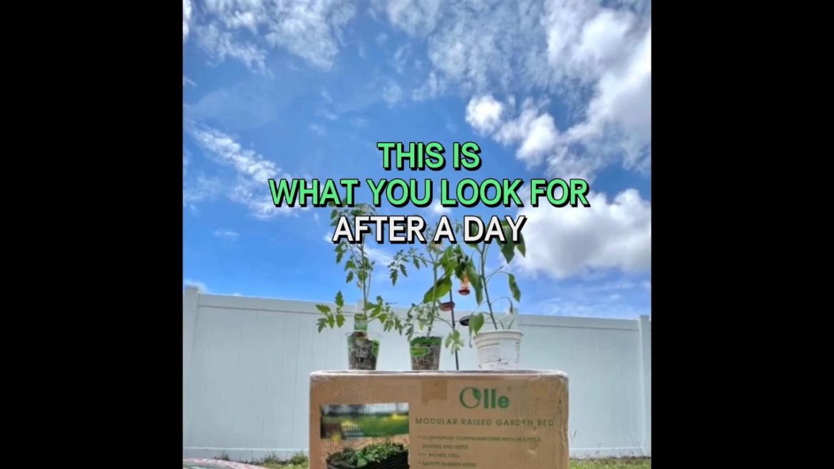 This is what you look for after a day- Build a garden bed. This is what you look for after a day- Build a garden bed.