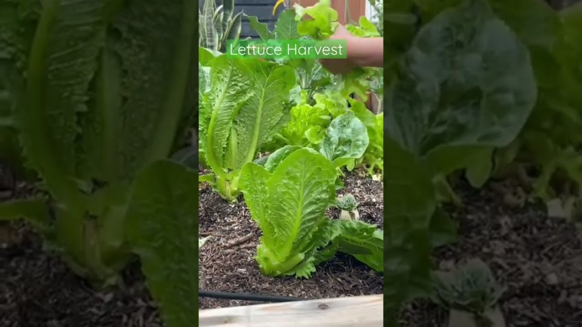Lettuce Harvest | Backyard Gardening Newbie