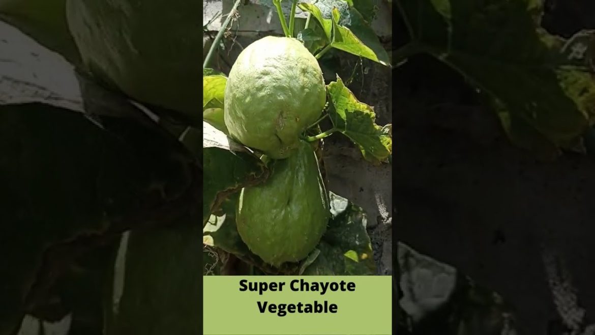Wow!! Super Chayote Vegetable #Shorts