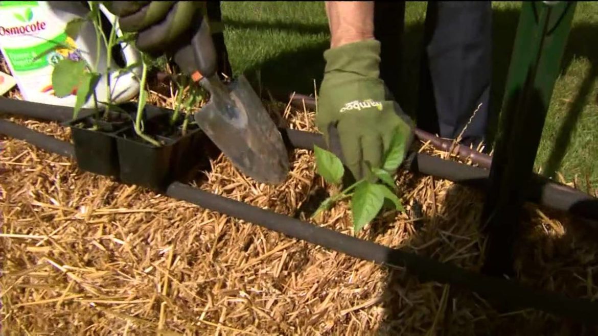 Growing plants in straw emerges as new trend in gardening