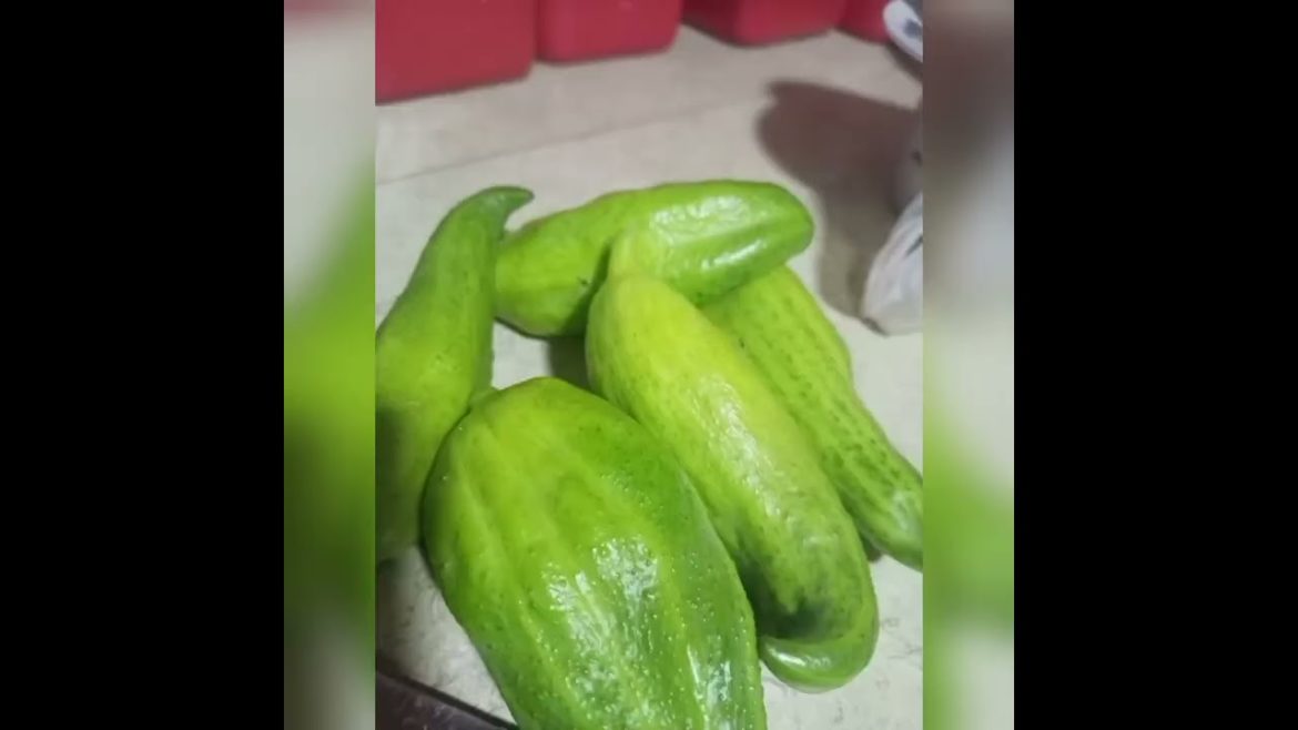 La semilla de La Wallyda!!