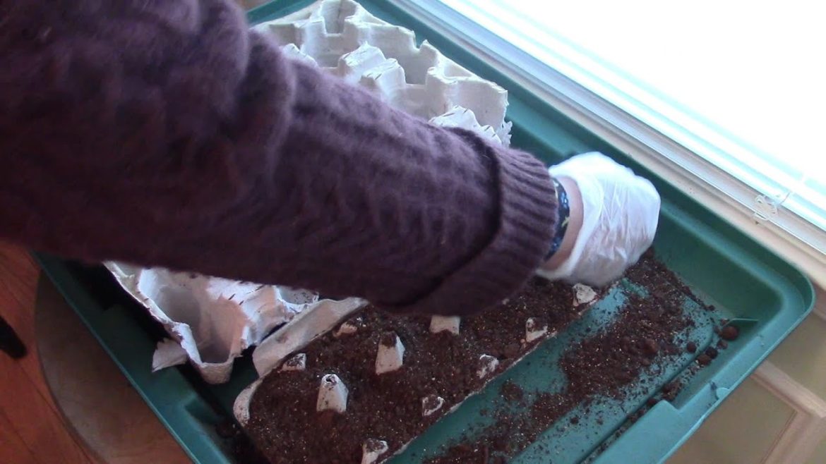 Start Vegetable Seeds Indoors Without Grow Lights - Beginner Container Gardener Tips