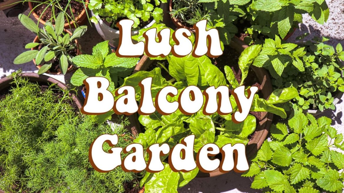 Creating a Small Space Balcony Garden of Edible Plants – Good for Beginner Gardeners! Creating a Small Space Balcony Garden of Edible Plants - Good for Beginner Gardeners!