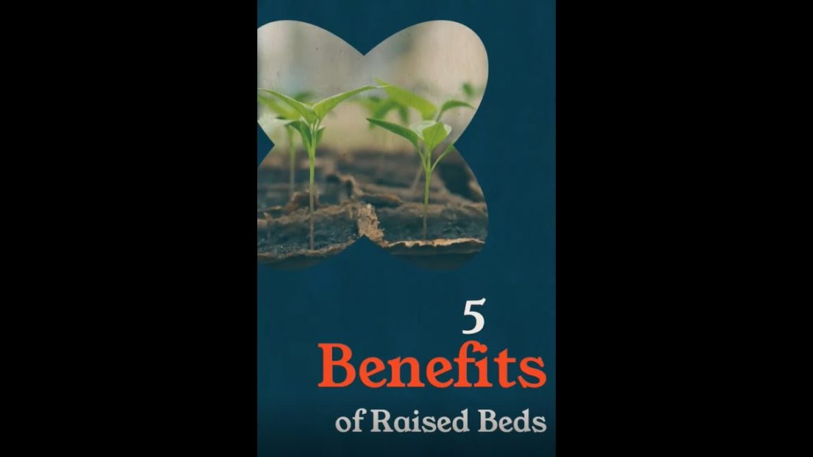 Garden Tips: 5 Benefits of Raised Beds