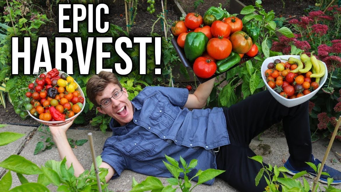 Front Yard Garden Harvest, Sustainable Small Space Vegetable Growing Front Yard Garden Harvest, Sustainable Small Space Vegetable Growing