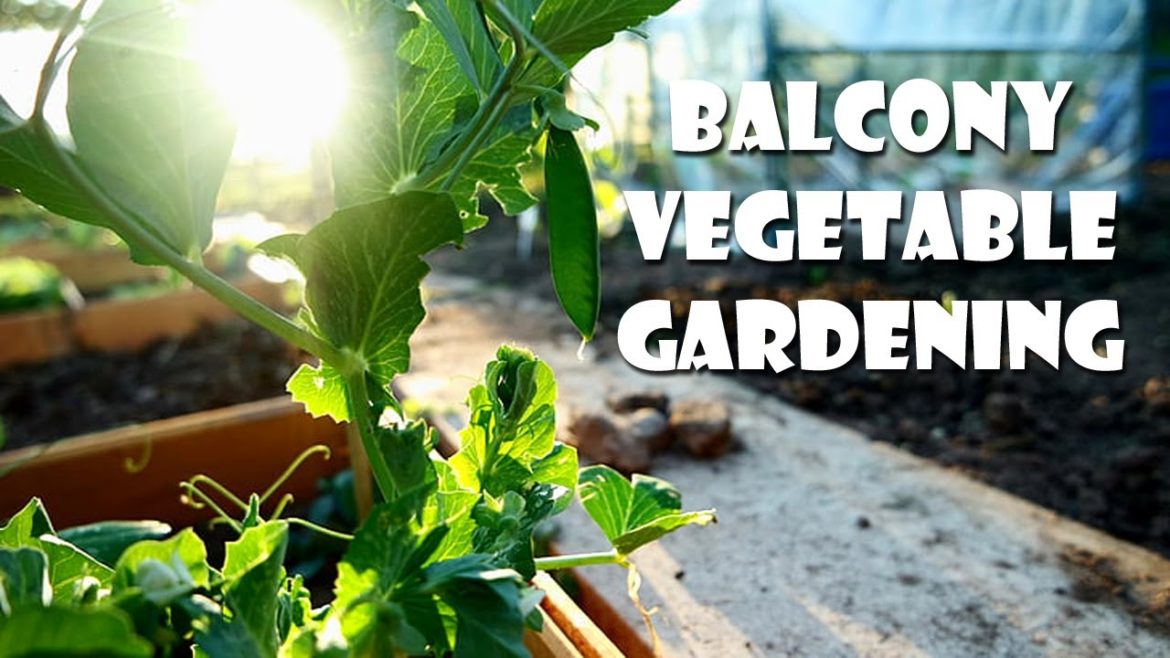 Balcony Vegetable Gardening For Beginners Balcony Vegetable Gardening For Beginners
