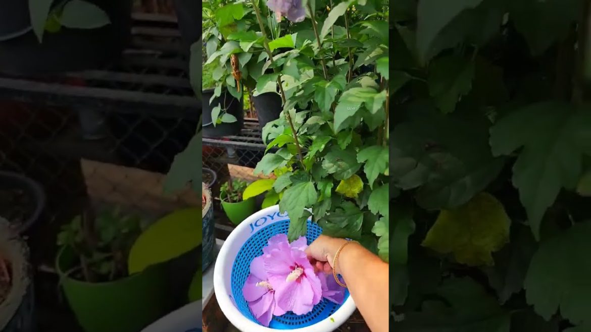 3రకాల మందారాలు #hibiscus #blooms #seasonal #containergardening #floweringplants #gardencare #caretip 3రకాల మందారాలు #hibiscus #blooms #seasonal #containergardening #floweringplants #gardencare #caretip