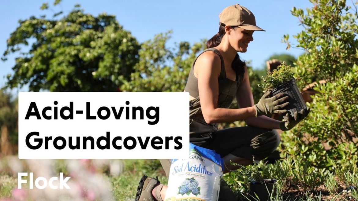 ACID-LOVING, EDIBLE GROUNDCOVERS for Front Garden Bed — Ep. 102