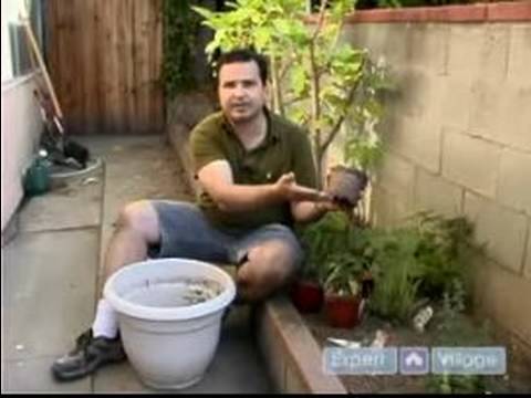 Organic Vegetable Gardening Tips : Soaking Plants: Organic Vegetable Gardening Tips & Ideas Organic Vegetable Gardening Tips : Soaking Plants: Organic Vegetable Gardening Tips & Ideas