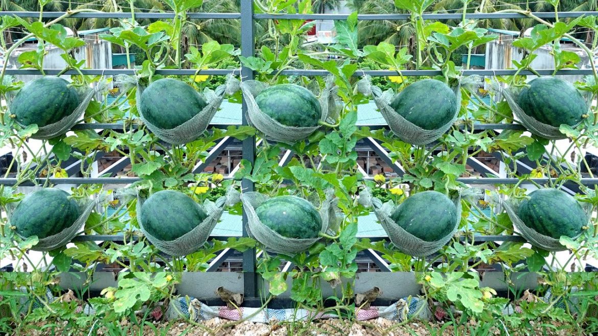 Good tip Grow watermelon hanging in a hammock at home for super sweet fruit Good tip Grow watermelon hanging in a hammock at home for super sweet fruit