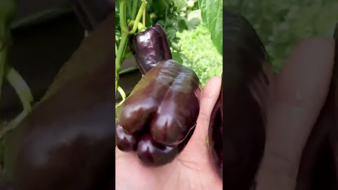 SMALL GARDEN HARVEST / PURPLE PEPPER FROM MY BACKYARD GARDEN / ORGANIC VEGETABLE #SHORTS