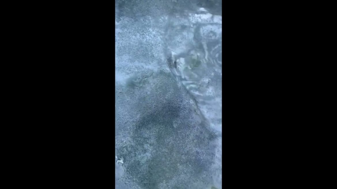 Container Garden Walkthrough September 16, 2022 Zone 6