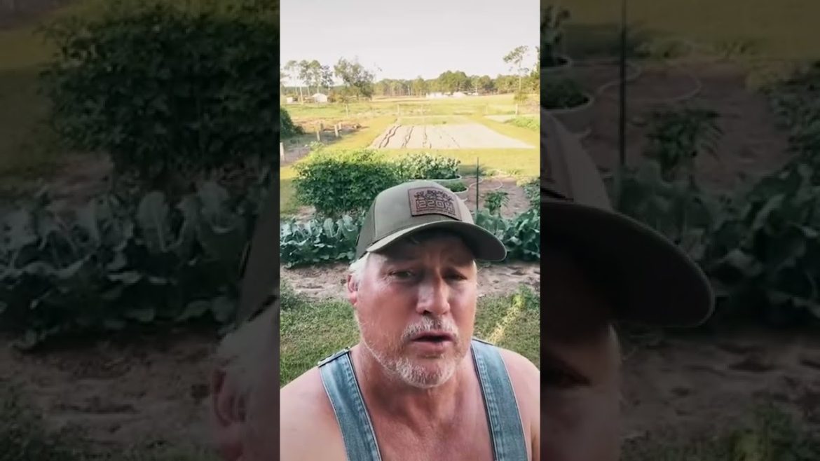 Small vegetable garden #growyourownfood #hosstools #garden