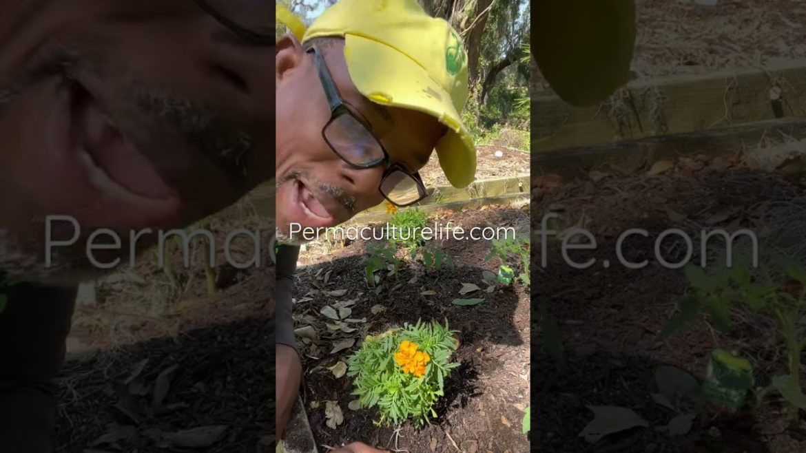 Why you need to plant marigolds in your raised bed gardens.