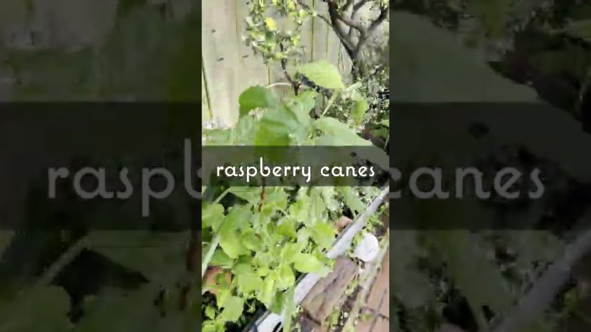 Garden of eating #shorts