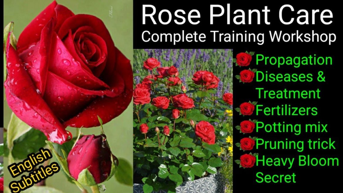 Top 5 Rose Growing Secrets | Rose Care Training | Tips For Heavy Flowering | Diseases & Treatment