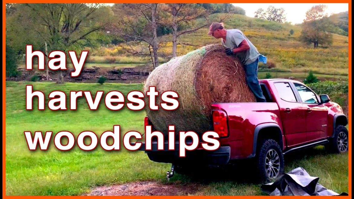 What I GREW and PRESERVED for Survival this year, PLUS KITTIES!