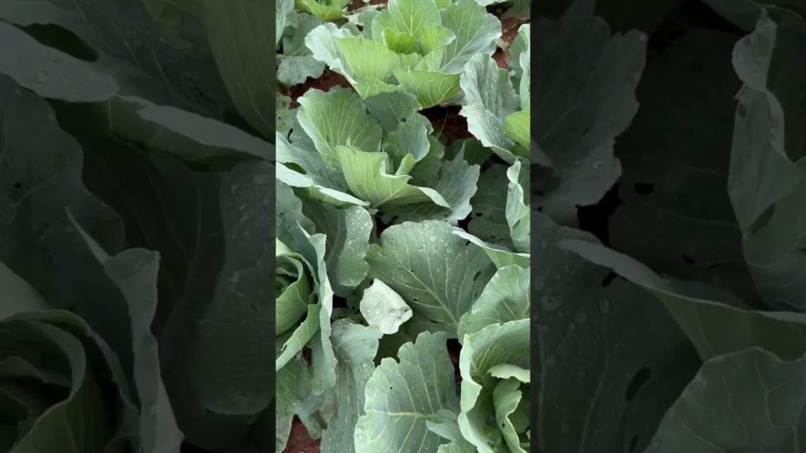 Cabbage  നടാനുള്ള  സമയം  ഇതാണ്  മക്കളെ Cabbage  നടാനുള്ള  സമയം  ഇതാണ്  മക്കളെ