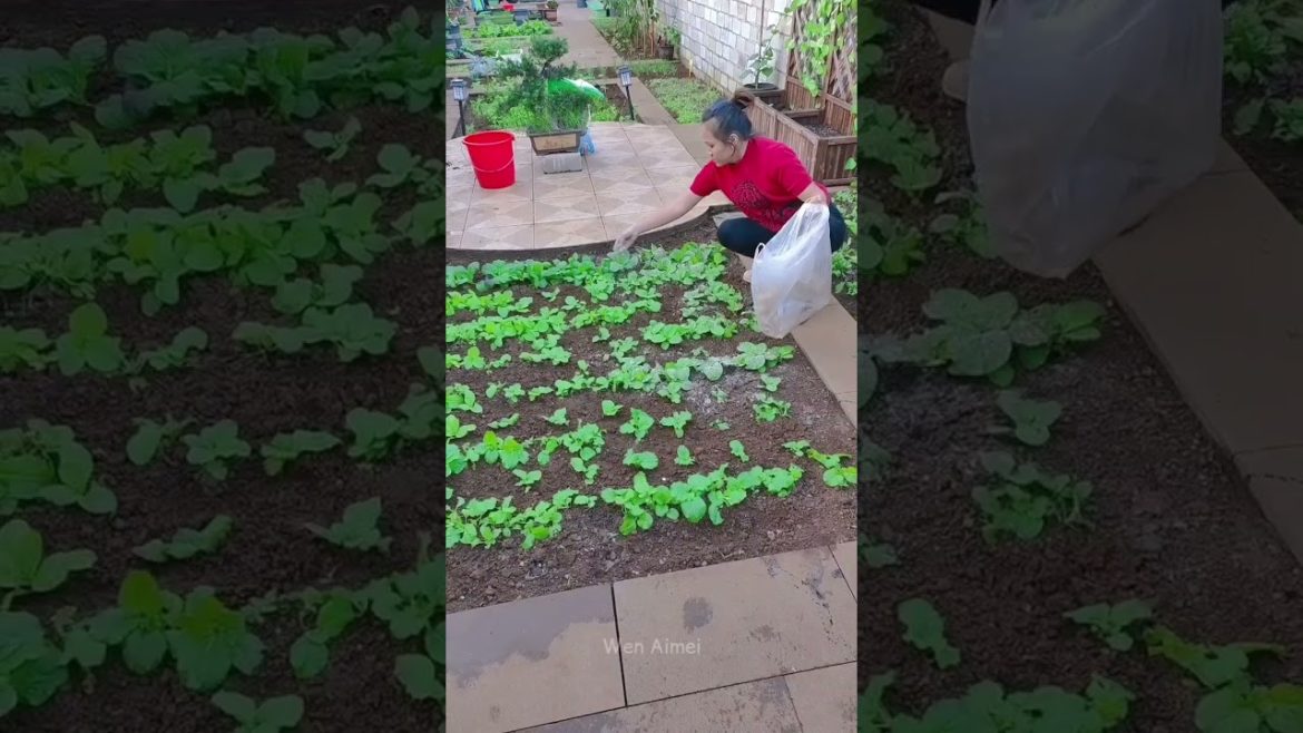 Beautiful Nature with Rural Life #shorts #naturalife #rurallife