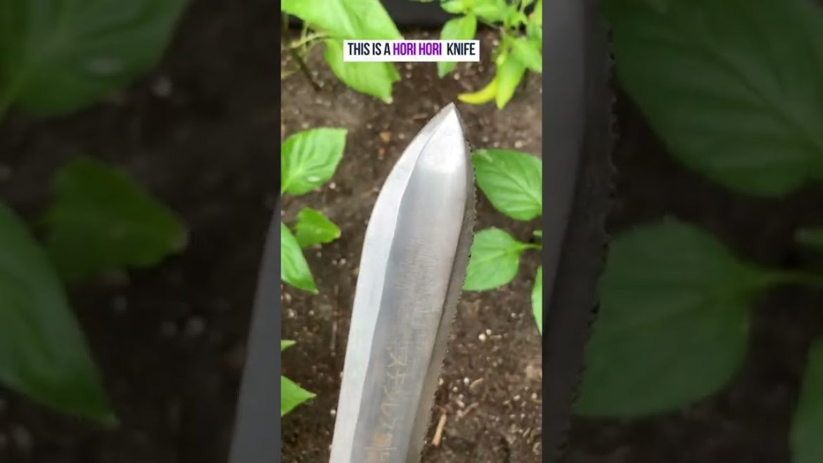 ALL Gardeners Need This Tool | Hori Hori Garden Knife | #shorts #beginners #gardentips #knife ALL Gardeners Need This Tool | Hori Hori Garden Knife | #shorts #beginners #gardentips #knife