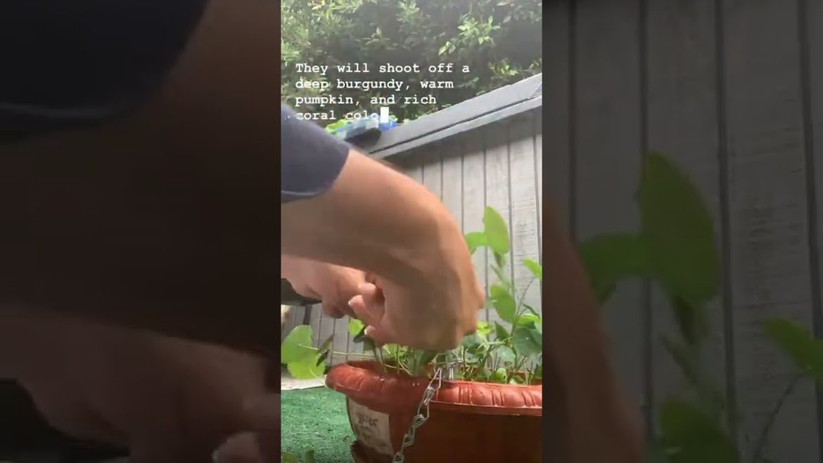 Nasturtium Pruning βοΈ / Conatiner Gardening π§π½βπΎ / Zone10b π/ Nasturtium Pruning βοΈ / Conatiner Gardening π§π½βπΎ / Zone10b π/