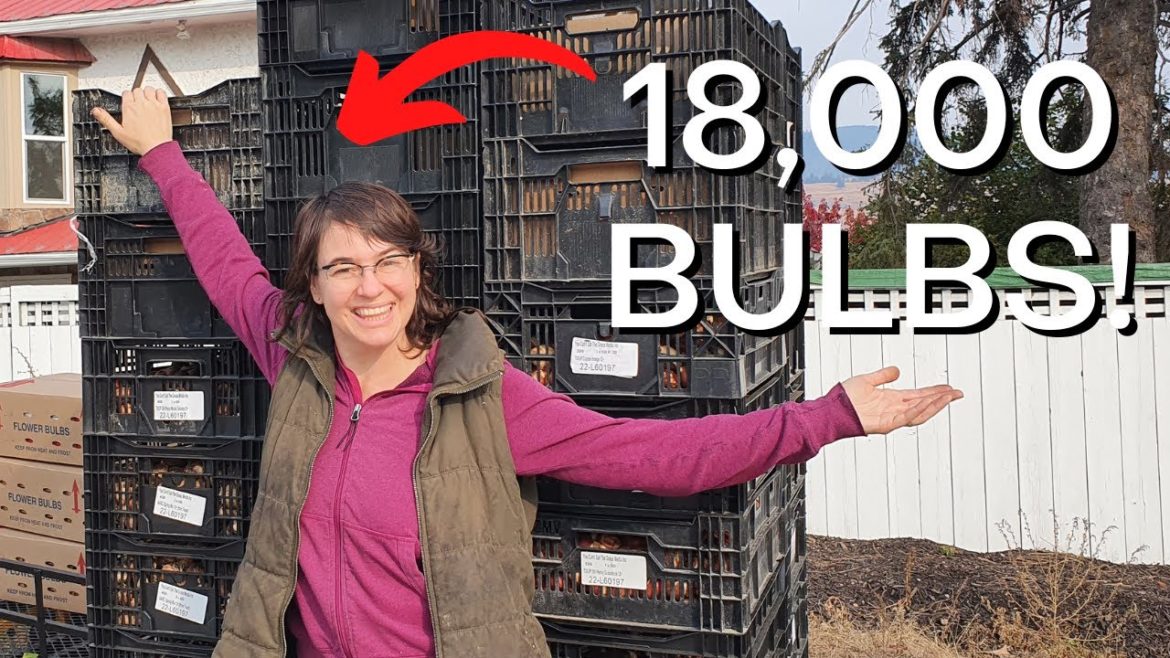 I Spent $8600 On Tulip Bulbs 😱 Am I Crazy? I Spent $8600 On Tulip Bulbs 😱 Am I Crazy?