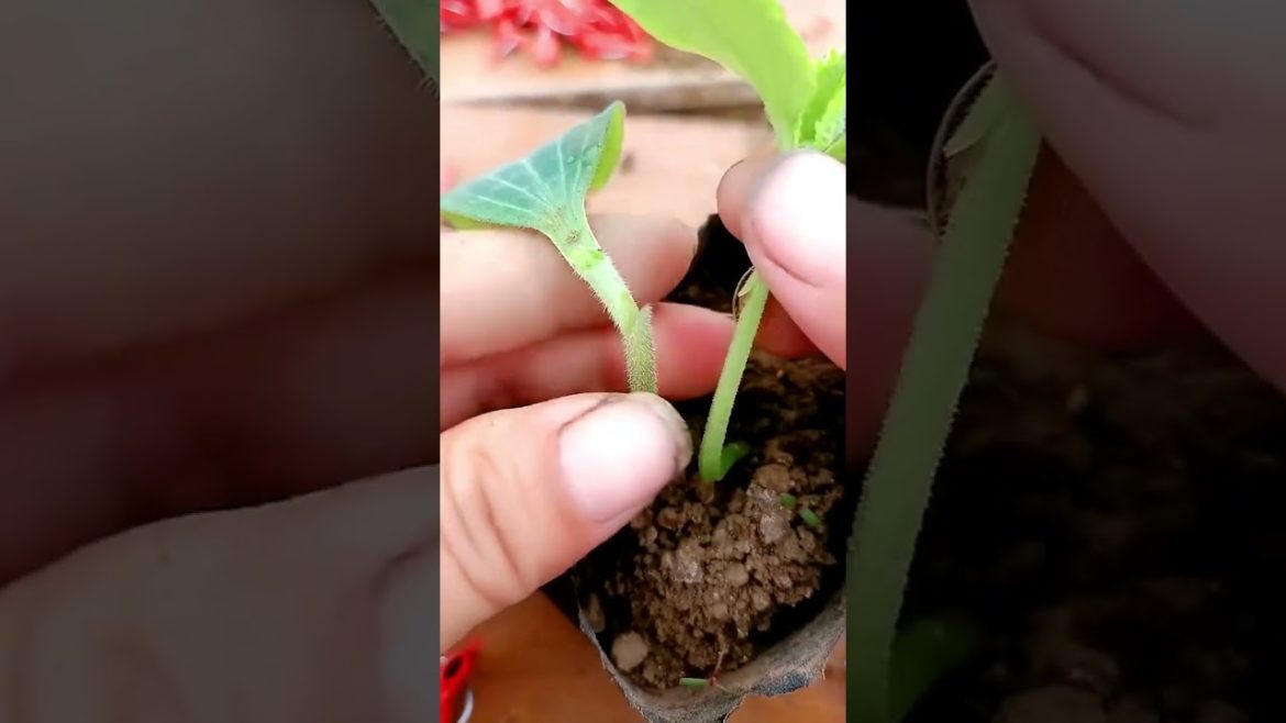 Grafting tip for seedling #shorts #gardening