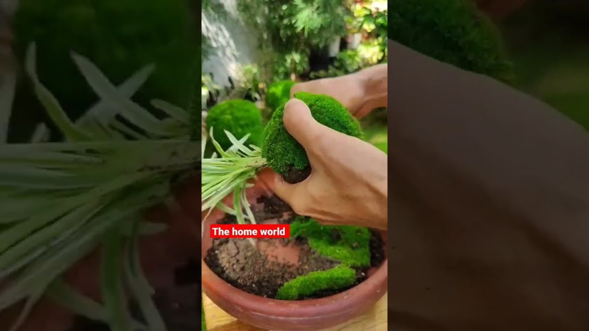 palant grow new tips #shorts #garden #youtubeshorts #viral #balcony #gardening @Gardening Methods