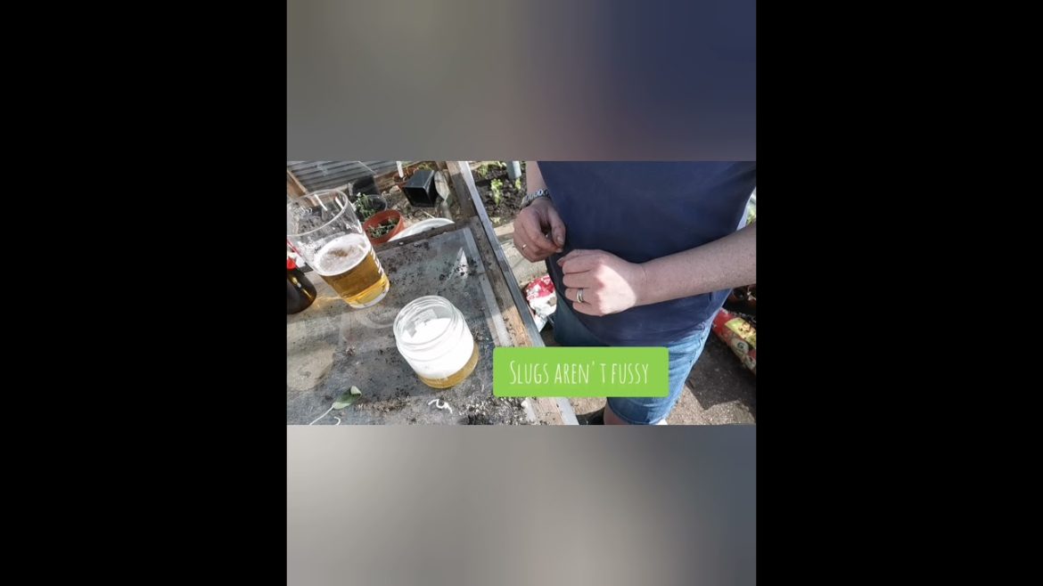 Making a Slug Trap | natural garden pest control | beginner gardener tips