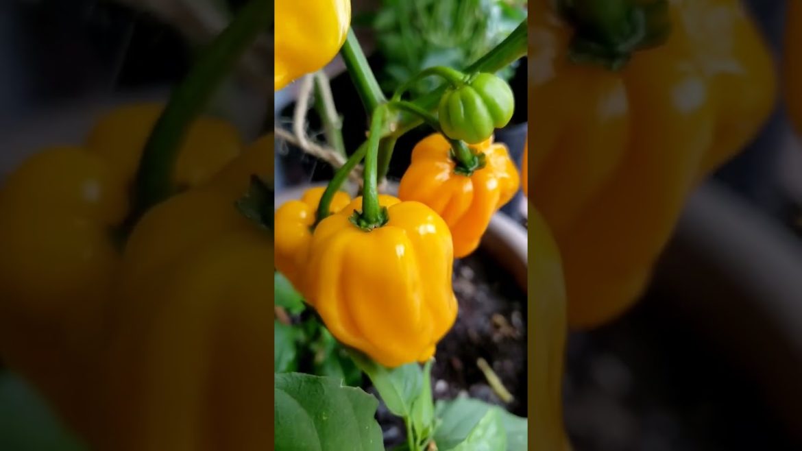 Same Plants Different Colors #peppers #shorts Same Plants Different Colors #peppers #shorts