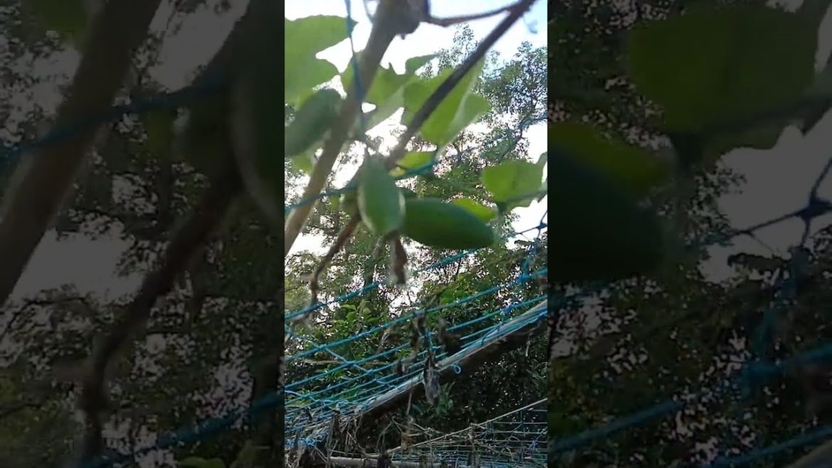 Veggie HARVESTING: Tips for a Successful Garden #shorts