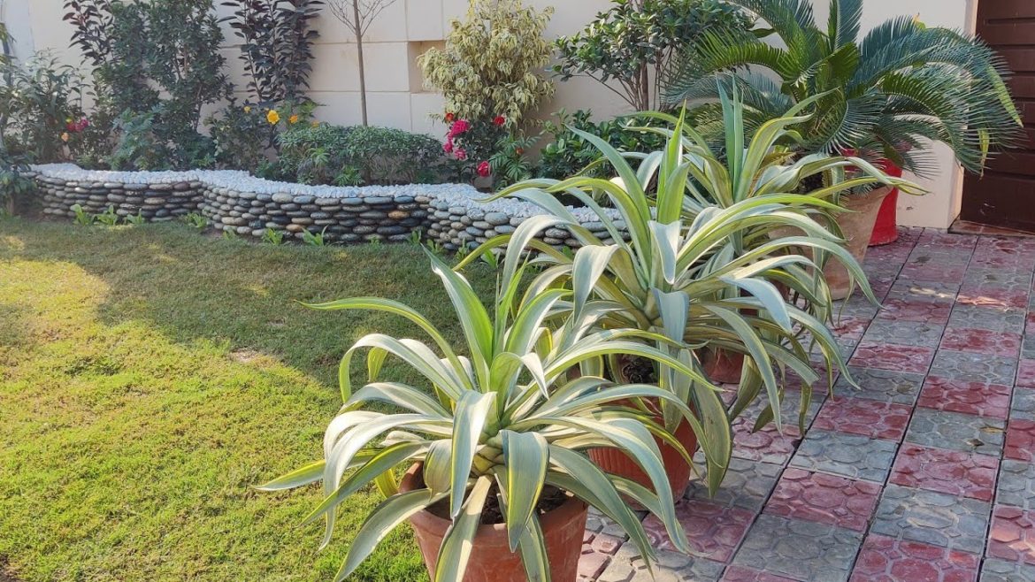 Beautiful Small Front Yard Landscaping, Renovation Garden, DIY Garden.