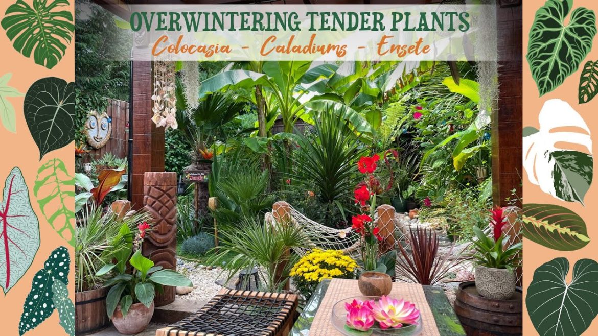 Overwintering My Tender Plants – Colocasia, Caladiums, Ensete Maurelii π΄βοΈπ Overwintering My Tender Plants - Colocasia, Caladiums, Ensete Maurelii π΄βοΈπ