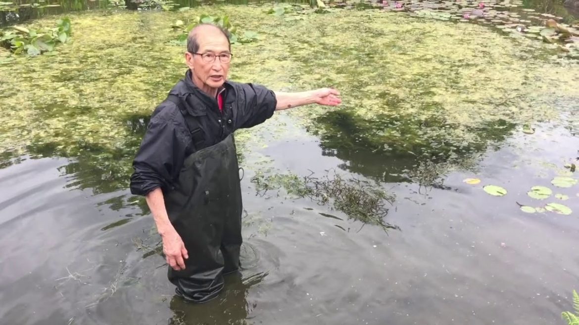 Japanese Gardens at Herons Bonsai