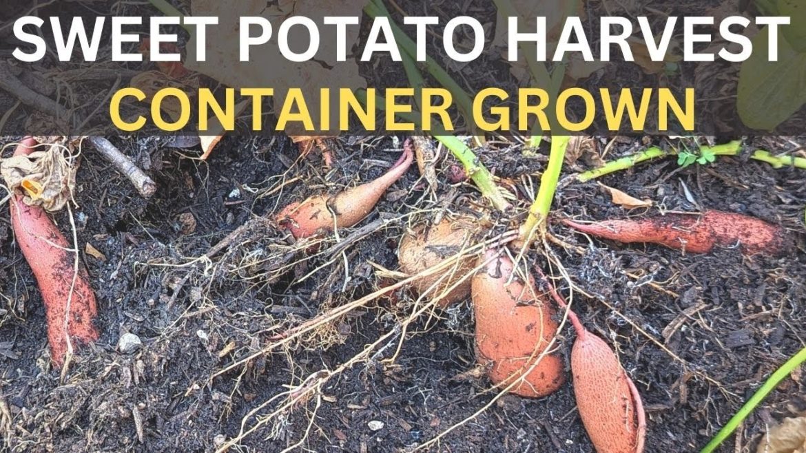 Harvesting container grown Sweet Potatoes