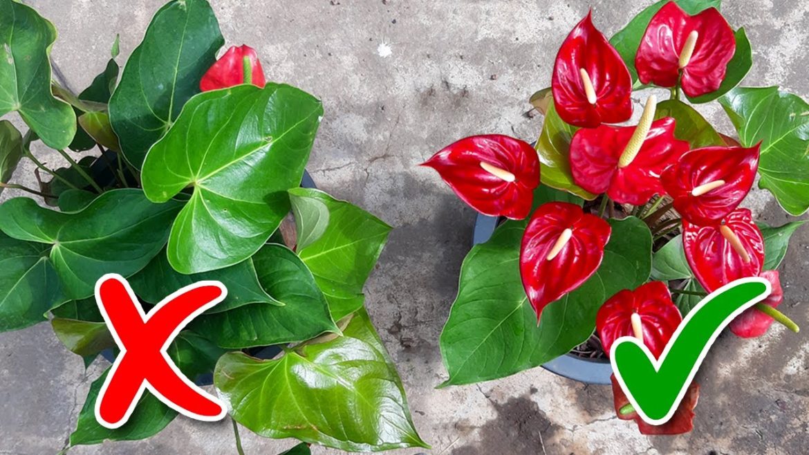 Anthurium Flowering Tips / Learn Gardening Anthurium Flowering Tips / Learn Gardening