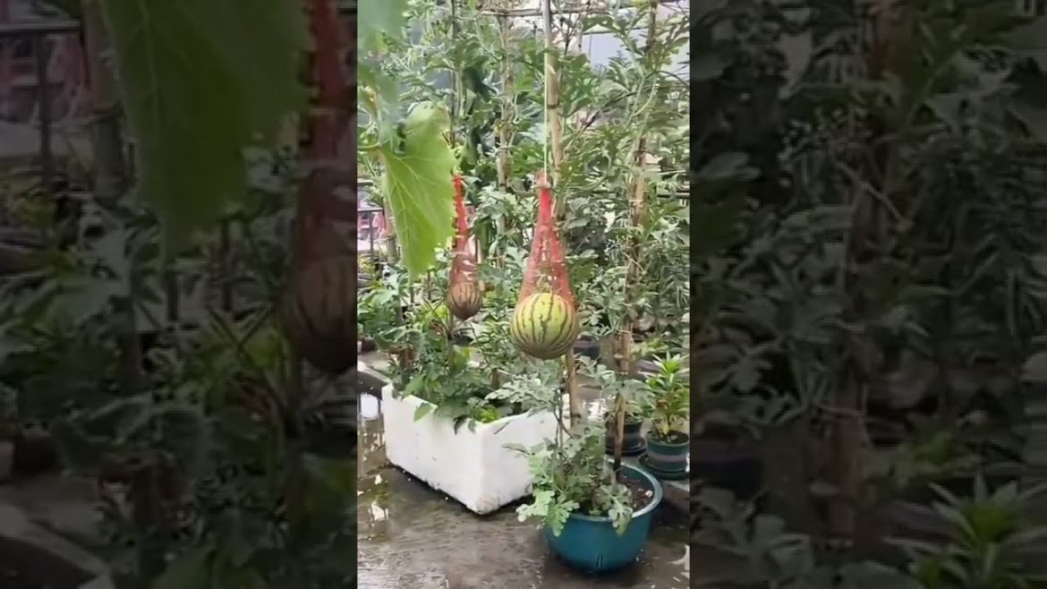 गमले में तरबूज कैसे लगाएं/How to grow watermelon in the pot! Tarbuj#shots#videos गमले में तरबूज कैसे लगाएं/How to grow watermelon in the pot! Tarbuj#shots#videos