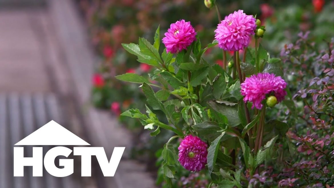 All About Dahlias | Gardening Tips | HGTV