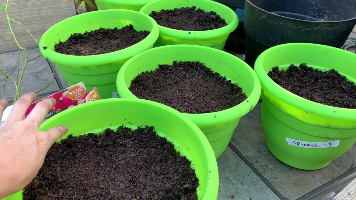 CONTAINER VEGETABLE GARDENING [Prepping 365: #249]