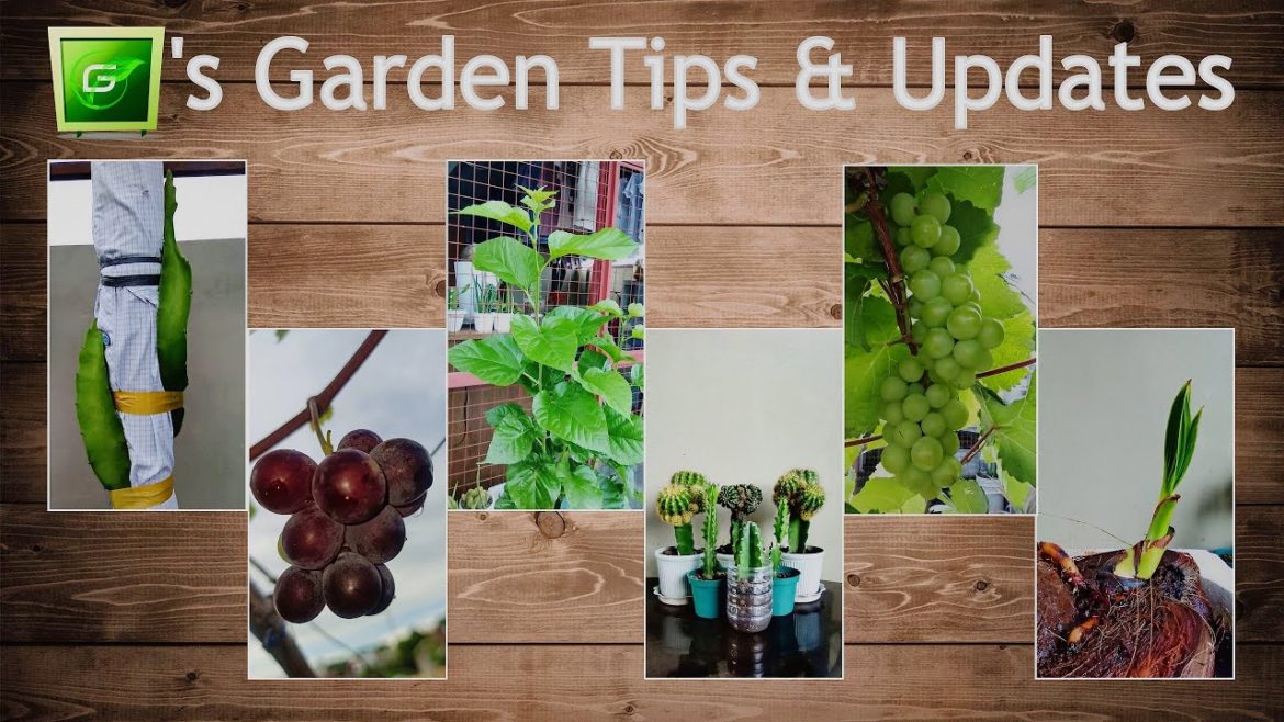 Garden TIPS & UPDATES | @G's Garden & More
