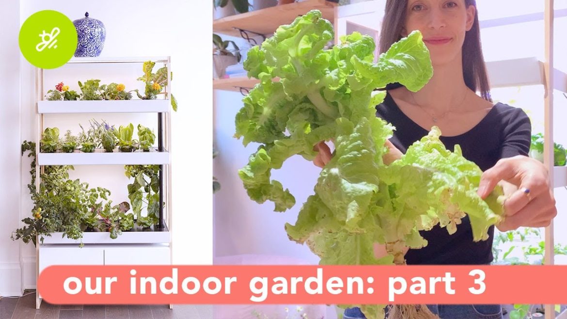 Harvest Time – Rise Gardens Part Three Harvest Time - Rise Gardens Part Three