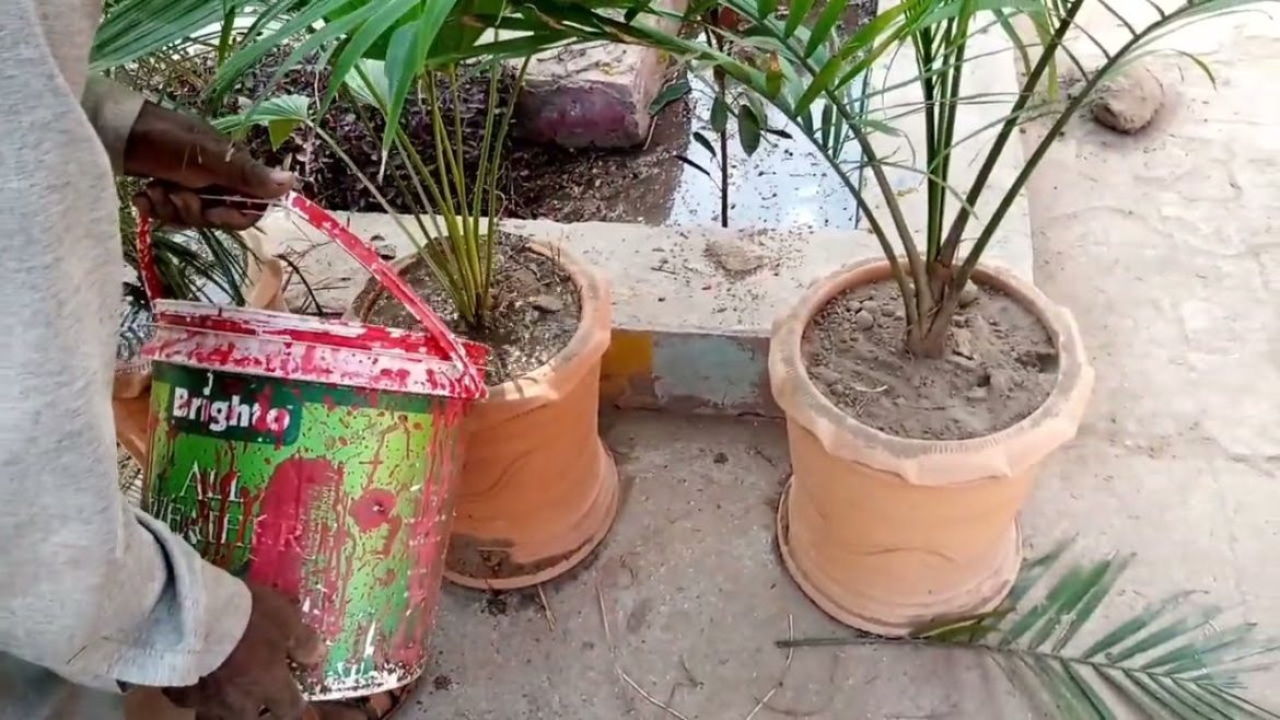 #Gardening || Special Tips & Tricks for professional Gardening #Gardening || Special Tips & Tricks for professional Gardening
