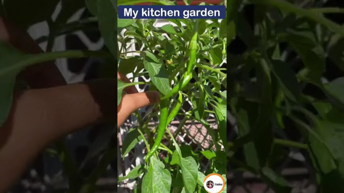 My kitchen garden | organic vegetables #shorts #shortsfeed #youtubeshorts #vegetables