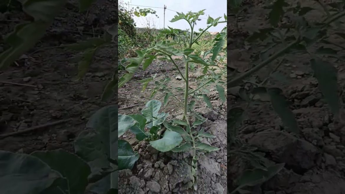 टमाटर #shorts