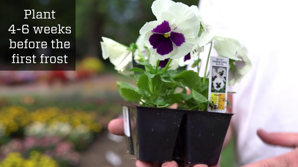 Fall Gardening Tips from Colorado State University