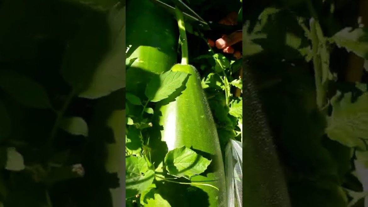 Gourd Harvested This Year -1 #bottlegourd #shorts Gourd Harvested This Year -1 #bottlegourd #shorts