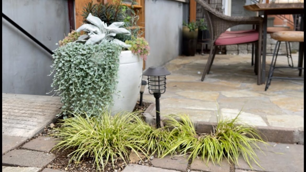 A Beautiful Winter Container In A Small Garden Design A Beautiful Winter Container In A Small Garden Design