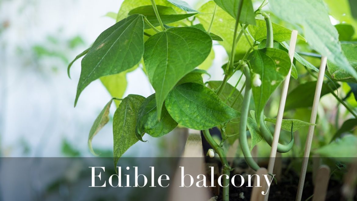 My urban garden / Edible Balcony My urban garden / Edible Balcony