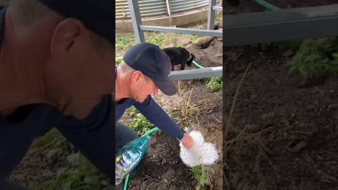 BEST way to get rats out of burrows! 🐀🐀🐀💦🫧