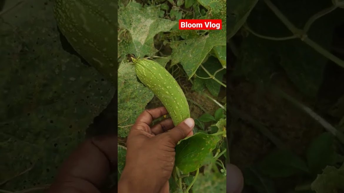टीले वाली खेती देखी है 🧐🧐 #shorts